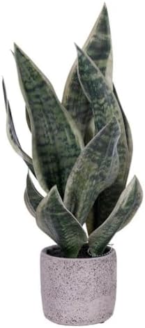 Vickerman 18 Green Snake Plant pot