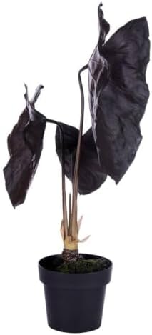 Vickerman Alocasia Black Magic Potted Plant