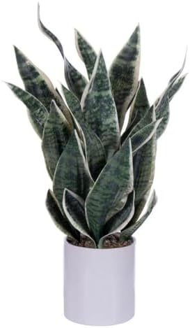 Green Snake Plant in Ceramic Pot - 25 inch for Home Extend