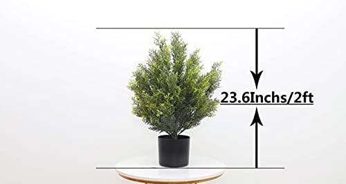 Authentic Boxwood Koch-shaped Topiary