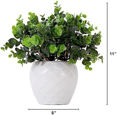 11-Inch Boxwood Plant with Decorative Planter