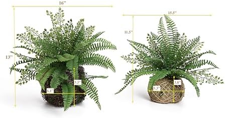 E cant Hoff Plant for Home Outdoor Decor