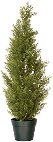 Eco-Friendly Arborvitae Potted Plant