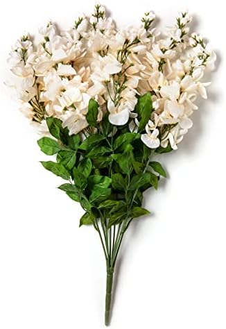 Ashland Cream Wisteria Bush 17
