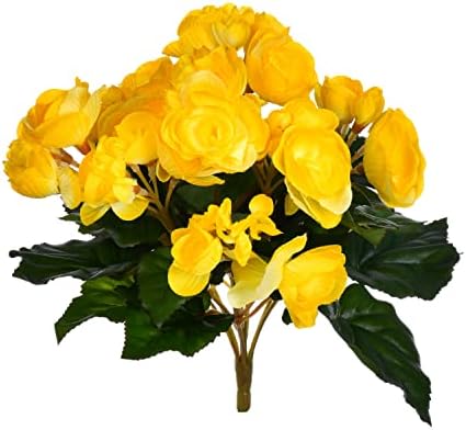 Realistic Yellow Begonia Bush