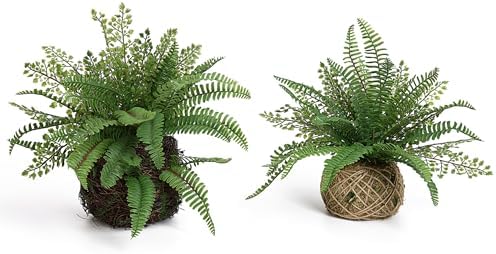 E cant Hoff Plant for Home Outdoor Decor