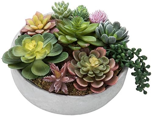 Modern 8-Inch Succulent Arrangement
