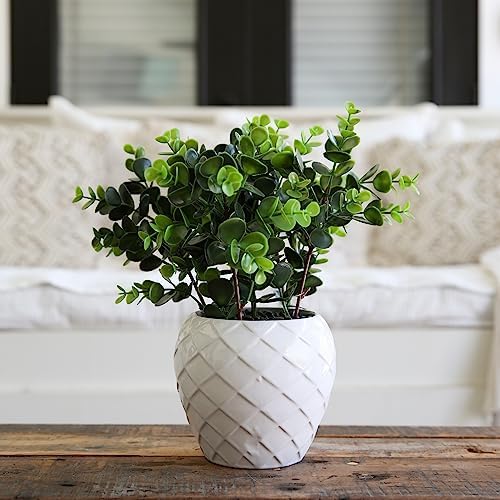 11-Inch Boxwood Plant with Decorative Planter