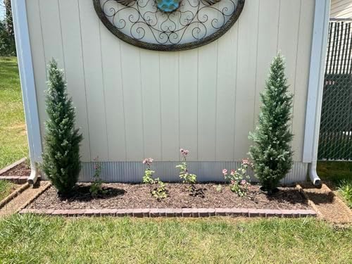 Match the DCF - 4 Outdoor Artificial Cedar Topiary Pack of 2
