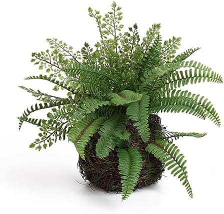 E cant Hoff Plant for Home Outdoor Decor