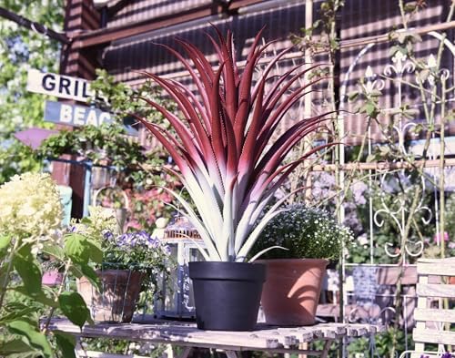 Big Realistic Red Aloe vera artificial plant 26 tall bySUNPRAIRIE