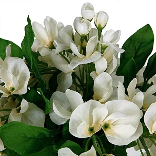 Ashland Cream Wisteria Bush 17
