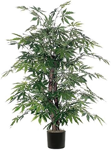 Vickerman TBU1840-06 Japanese Maple Bush Green 4 Fresh Viewing