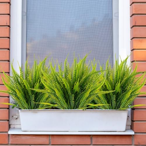 12 Boston Fern Bundles Outdoor