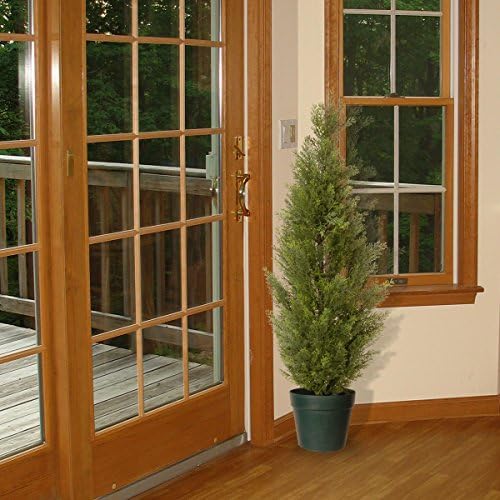 Eco-Friendly Arborvitae Potted Plant