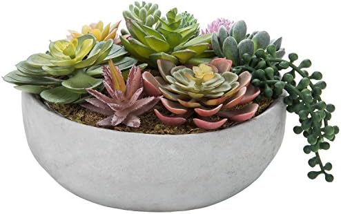 Modern 8-Inch Succulent Arrangement