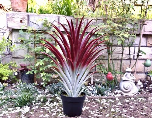 Big Realistic Red Aloe vera artificial plant 26 tall bySUNPRAIRIE