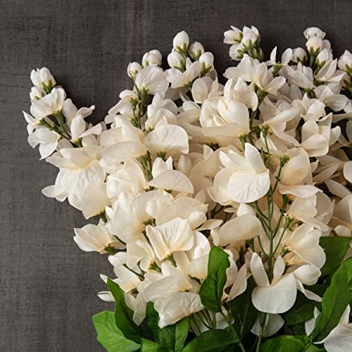 Ashland Cream Wisteria Bush 17