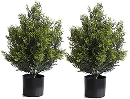 Authentic Boxwood Koch-shaped Topiary