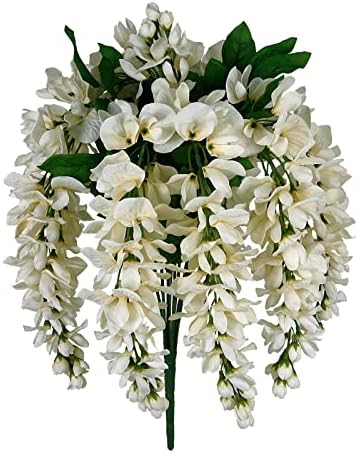 Ashland Cream Wisteria Bush 17