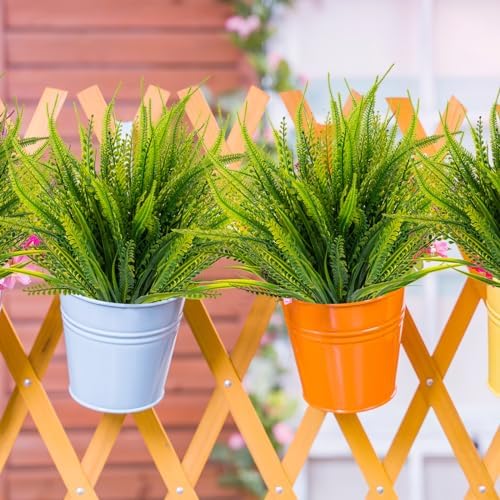 12 Boston Fern Bundles Outdoor