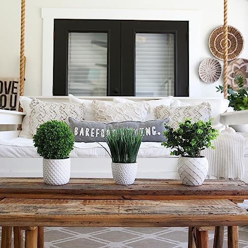 11-Inch Boxwood Plant with Decorative Planter