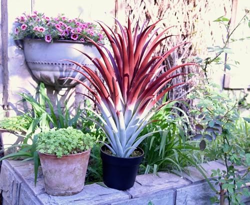 Big Realistic Red Aloe vera artificial plant 26 tall bySUNPRAIRIE