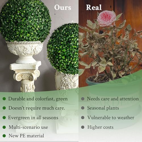 Distinct Boxwood Topiaries for Backup