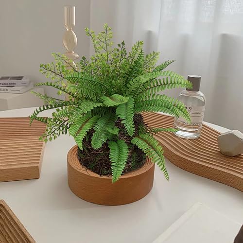 E cant Hoff Plant for Home Outdoor Decor
