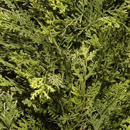 Eco-Friendly Arborvitae Potted Plant