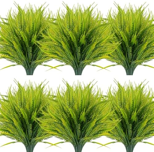 12 Boston Fern Bundles Outdoor
